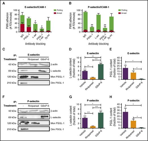 Figure 2. E-selectin binds sLex on L-selectin and inhibition with Rivipansel. Isolated human PMNs were treated with IgG, anti-PSGL-1 antibody (KPL-1), anti-L-selectin (DREG56), the combination, or anti-β2-integrin (IB4) antibody and perfused over (A) E/I or (B) P/I substrate in a microfluidic chamber at 2 dynes/cm2. PMN rolling (#P < .05; ##P < .001) and arrest ($P < .01) significance compared with IgG control, subtracting background adhesion. Values depicted are mean ± SEM for n = 3 separate experiments. L-selectin and PSGL-1 were immunoprecipitated from isolated human PMNs with recombinant E-selectin or P-selectin treated with vehicle, or in the presence of Rivipansel (100 μM), or GSnP-6 (120 μM). Western blot protein content of (C) E-selectin-IgG pulldown and quantitation of the ratio of (D) L-selectin (∼69 kDa) or (E) PSGL-1 (∼120 kDa + ∼210 kDa) to untreated immunoprecipitation of total protein. (F) P-selectin pulldown of (G) L-selectin and (H) PSGL-1 relative to total protein pulldown. Relative density of L-selectin and PSGL-1, respectively, was compared between mean ± SEM, as depicted (n = 3 separate experiments). *P < .05; **P < .01; ***P < .001.