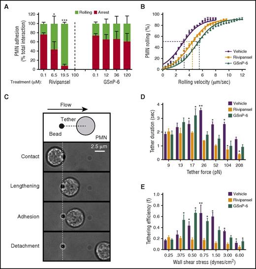 Figure 3. sLex glycomimetics alter rolling to arrest on E-selectin and bond mechanics. (A) PMNs rolling to arrest over E/I substrates (<0.4 μm/sec) treated with vehicle (PBS), Rivipansel, or GSnP-6 was measured and normalized to total number of interacting PMNs; data are reported as mean ± SEM (n = 3 separate experiments; *P < .05; ***P < .001 compared with vehicle). (B) PMN rolling velocity was quantified over an E-selectin substrate treated with vehicle, Rivipansel (6.5 μM), or GSnP-6 (12 μM) and binned at intervals of 0.4 μm/sec. Comparison of GMI-1070 showed *significance and GSnP-6 showed ***significance over untreated controls (n = 3 separate experiments; *P < .05 and ***P < .001). (C) Schematic depicts dynamic interaction between PMNs and recombinant E-selectin-coated protein-G beads recorded at 50 frames per second in the flow channel. Isolated human PMNs were treated with an anti-Mac-1 and anti-PSGL-1 blocking antibodies and then perfused through flow chambers. PMNs pivot over beads and pull a membrane tether at defined wall shear stress. Adhesive interactions were identified as collisions that had a visible pause in PMN motion for at least 1 frame, along with velocities below the hydrodynamic velocity. (D) Tether duration was compared with step-wise increases in calculated tether forces. (E) Tether efficiency (collisions resulting in adhesion divided by the total collisions observed) as shear stress was ramped in a stepwise manner. Data were reported as mean ± SEM (n = 3 separate experiments; **P < .01; *P < .05 glycomimetics compared with 9 pN tether force and 0.25 dynes/cm2 wall shear stress).