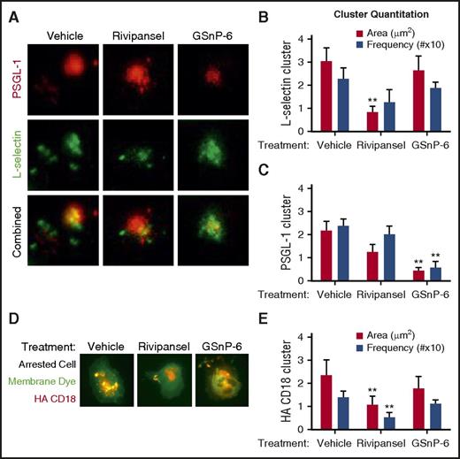 Figure 4. Glycomimetic antagonism of selectin mediated β2-integrin activation. (A) PMN rolling on a substrate of E-selectin in the presence of vehicle control, Rivipansel (6.5 μM), or GSnP-6 (12 μM) was dynamically imaged using qDF to detect L-selectin (AF488 anti-human DREG55) and PSGL-1 (PE anti-human PL-1) engagement in the plane of adhesive contact. (B) L-selectin (FITC DREG-55) and (C) PSGL-1 (PE PL-2) receptor cluster area and frequency were determined and reported as mean ± SEM (n = 3 separate experiments; **P < .01 compared with vehicle). (D) PMNs imaged by TIRF were pretreated with a membrane dye (DiI) and HA β2-integrin reporter antibody (mAb24) and perfused over E/I substrates treated with vehicle, Rivipansel (6.5 μM), or GSnP-6 (12 μM). (E) HA β2-integrin cluster number (MFI > 10 pixels above background more than ∼0.1 μm in area) in plane of contact were quantified using qDF in real time and compared between fixed cells that had rolled to arrest between the 3 conditions (n = 3 separate experiments; **P < .01 compared with vehicle).