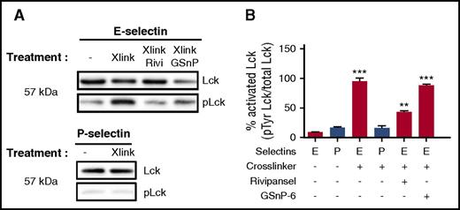 Figure 5. E-selectin engagement of sLex on L-selectin requires cross-linking to induce phospho-Lck. (A) E-selectin or P-selectin cross-linked by the addition of polyclonal secondary antibody were immunoprecipitated in the absence and presence of glycomimetics. Western blot was applied to detect Lck along with its tyrosine phosphorylated state. (B) Activation of phospho-Lck was normalized to total protein to quantify the increase after E-selectin or P-selectin cross-linking in the presence of Rivipansel (6.5 μM) or GSnP-6 (12 μM). No significant increase was quantified for cross-linked P-selectin. Data presented as mean ± SEM for cross-linked E-selectin were significant compared with E-selectin alone (n = 3 separate experiments; **P < .01; ***P < .001).