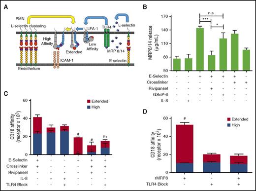 Figure 6. E-selectin cross-linking activates release of MRP8/14 and TLR4 signaled extension of β2-integrin with upshift to a high-affinity state. (A) Diagram of outside-in mechanosignaling of β2-integrin activation via engagement of E-selectin and subsequent clustering of L-selectin on human PMNs. E-selectin binding to L-selectin induces extracellular release of MRP8/14 that then binds TLR4, which activates upshift from low-affinity to an extended intermediate-affinity state of β2-integrin. Further clustering of E-selectin bound L-selectin activates high-affinity β2-integrin. (B) MRP8/14 release by human PMNs treated with E-selectin and cross-linked in the absence or presence of Rivipansel (100 μM) or activation with IL-8 (10 nM). Release into supernatant measured by ELISA as mean ± SEM (n = 3 separate experiments; **P < .01; ***P < .001 significance, as indicated). (C) Affinity state of β2-integrin detected on PMNs in suspension by flow cytometry. β2-integrin receptors bound by KIM127 (extended intermediate affinity) versus mAb24 (high affinity) is shown for PMNs treated with E-selectin with or without cross-linker in the absence or presence of Rivipansel (100 μM), TLR4 blocking antibody, or IL-8 (10 nM; n = 3 separate experiments; #analysis of extended, *high-affinity with P < .01 compared with cross-linked E-selectin). (D) MRP8/14 (0.8 ng/mL) activation and extension of β2-integrin analyzed by flow cytometric detection of KIM127 and mAb24 receptor number in the absence and presence of TLR4 blocking antibody. Data shown as mean ± SEM (n = 3 separate experiments; #P < .05 compared with unstimulated control or TLR4 blocked samples).
