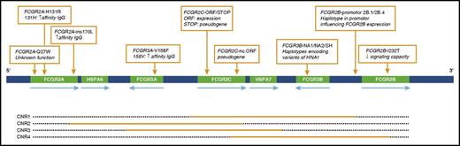 Figure 2. Schematic overview of the FCGR2/3 locus. Nine SNPs and haplotypes are indicated with orange boxes. Orange bars depict the approximate extent of CNRs in which duplication or deletion can occur. HNA, human neutrophil antigen.
