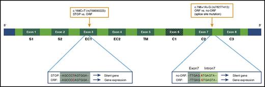 Figure 3. Schematic overview variants in the FCGR2C gene that influence its expression. Because of a premature stop codon, the FCGR2C gene is a nonexpressed pseudogene in FCGR2C-stop individuals. A SNP in exon 3 can lead to an open reading frame (ORF), which results in expression of the gene (FCGR2C-ORF variant). An additional splice site mutation near exon 7 can generate another stop codon, which in turn results in no expression of FcγRIIc.51,72 This last variant is the FCGR2C.nc-ORF polymorphism. The FCGR2C.nc-ORF variant is a combination of the exon 3 SNP and the splice site mutation at exon 7. SNPs are indicated with orange boxes. STOP, stop codon.