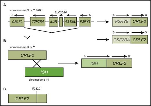 Figure 2. CRLF2 rearrangements in Ph-like ALL. (A) Interstitial deletion of the pseudoautosomal region (PAR1) of chromosomes X or Y places CRLF2 under control of the noncoding P2RY8 or CSF2RA promoters (dotted bar) to drive fusion transcript expression (thin arrows) and protein (thick arrows) translation (thin arrows). (B) IGH-CRLF2 fusion results from t(X;14) or t(Y;14). IGH is noncoding in the fusions (dotted bar). Both rearrangements result in CRLF2 overexpression and increased CRLF2 protein expression detectable by flow cytometry. (C) Rare CRLF2 point mutations lead to CRLF2 homodimerization and constitutive kinase signaling.