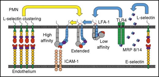 E-selectin cross-linking activates the release of myeloidrelated protein (MRP) 8/14 and extension of β2 integrin to a high-affinity state. PMN, polymorphonuclear leukocyte; TLR, Toll-like receptor. See Figure 6A in the article by Morikis et al that begins on page 2101.
