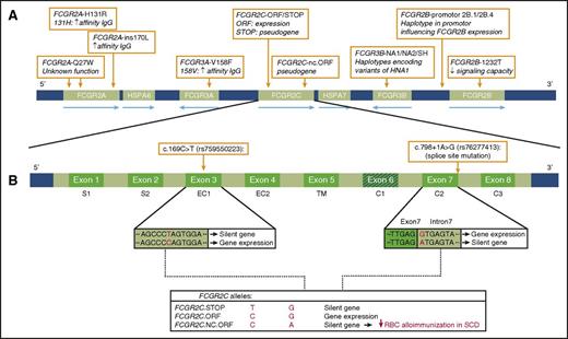 Structure-function relationship of FCGR2/3 genetic variants. (A) Schematic representation of the FCRG2/3 locus and the relative location of 9 SNPs and haplotypes. (B) Schematic gene structure of FCGR2C and associated SNPs in the 3 FCGR2C alleles. In whites, FCGR2C-STOP is the most common allele and is not expressed due to a premature stop codon in exon 3. In some individuals, a SNP in exon 3 leads to an open reading frame, resulting in the expression of the FcγRIIc protein. In the study by Meinderts et al, 9 out of 272 patients with SCD carried this allele, which is also referred to as the classical FCGR2C-ORF. The nonclassical FCGR2C.nc-ORF allele differs from the classical haplotype by an additional splice site mutation near exon 7 that leads to a stop codon and thus no protein expression. The FCGR2C.nc-ORF haplotype is associated with a decreased risk of alloimmunization in patients with SCD. IgG, immunoglobulin G; ORF, open reading frame. Illustration by Julia Bonnell, New York Blood Center. The figure has been adapted from Figures 2 and 3 in the article by Meinderts et al that begins on page 2121.