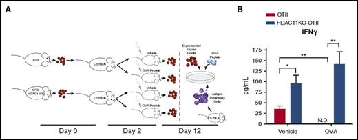 Figure 4. T cells lacking HDAC11 are resistant to tolerance induction. (A) A schematic representation of the tolerance induction model is shown. CD4+ T cells isolated from OTII or OTII/HDAC11KO mice were adoptively transferred into C57BL/6 WT recipients. Two days later, mice were challenged with 100 µg OVA323-339 peptide given IV or vehicle injection. Ten days following challenge, CD4+ T cells were harvested from mice and cocultured with WT splenocytes pulsed with OVA323-339 peptide. (B) Forty-eight hours later, IFN-γ production was assessed by ELISA. Results shown are from 3 mice per group and are representative of 2 independent experiments. *P < .05; **P < .01. N.D., not detected.