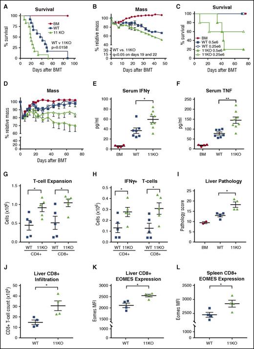 Figure 5. HDAC11KO T cells mediate more potent GVHD. BALB/c mice were irradiated with 900 cGy and transplanted with 5 × 106 WT C57BL/6 mouse BM cells depleted of T cells with/without the addition of allogeneic WT or HDAC11KO T cells. (A) Survival of mice injected with BM alone (circles), BM plus 1 × 106 WT T cells (squares), or BM plus 1 × 106 HDAC11KO T cells (triangles) is displayed. (B) Body weight relative to initiation of the experiment was also monitored. Treatment groups contained 10 mice each. Results shown are from 2 independent experiments. (C) In a similar experiment, BALB/c mice were adoptively transferred with BM plus 0.5 × 106 WT T cells (closed squares), 0.5 × 106 HDAC11KO T cells (closed triangles), 0.25 × 106 WT T cells (open squares), or 0.25 × 106 HDAC11KO T cells (open triangles), and survival was monitored. (D) Body weight relative to initiation of experiment was also evaluated. (E) Serum IFN-γ and (F) TNF levels were assessed by ELISA 12 days after adoptive transfer with BM± T cells. Treatment groups contained 8 mice each. Results shown are from 2 independent experiments. (G) Splenic CD4+ and CD8+ T-cell numbers were assessed at day 5 after BM ± T-cell transplant. (H) The number of IFN-γ expressing CD4+ and CD8+ T cells was also assessed by intracellular flow cytometry after stimulation with PMA and ionomycin. (I) Fourteen days after adoptive transfer, mice were killed, and liver pathology was evaluated. (J) The number of CD8+ T cells and (K) expression levels of EOMES by CD8+ T cells in the liver were evaluated. (L) EOMES expression in splenic CD8+ T cells was likewise evaluated. Error bars graphed are SEM. *P < .05; **P < .01. BMT, bone marrow transplant; MFI, mean fluorescence intensity.