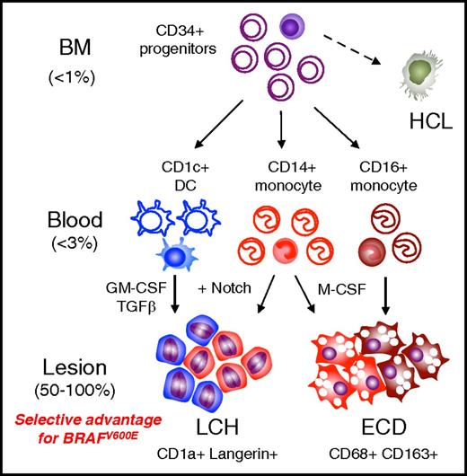Figure 6. Potential precursor pathways in MS-LCH and ECD. Schema summarizing potential precursor pathways in MS-LCH and ECD based on the distribution of BRAFV600E alleles in peripheral blood and the differentiation potentials of healthy control cells in vitro. A minority of cells (filled) in the BM and blood contain BRAF mutation. The principal observation is that <1% clonal hematopoiesis gives rise to <3% mutated blood precursors that appear to be strongly selected for in peripheral tissue environments, resulting in lesional histiocyte mutation levels of up to 100%. Lesions potentially consist of >1 precursor as indicated by blue for CD1c+ DCs, red for classical monocytes, and brown for nonclassical monocytes. The depiction of lesion composition is conjectural and not based on experimental observation. Furthermore, additional contributions from other, more primitive myeloid progenitors cannot be excluded at present.