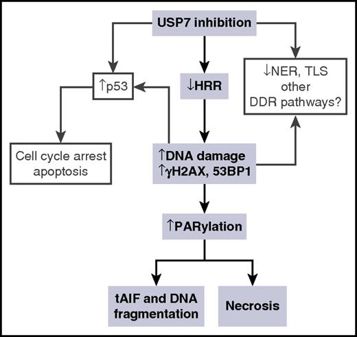 Figure 6. Model for the effect of USP7 inhibition on DDR. The sequence of events inferred from the results in this study is presented in shaded boxes. Other consequences of USP7 inhibition upon DDR, inferred from other studies, are shown in clear boxes. tAIF, translocation of apoptosis-inducing factor.