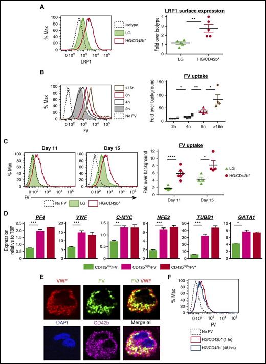 Figure 3. Mature MKs take up FV into their α granules. (A) Surface expression of LRP1 receptor on day 14 MKs. Left: representative flow plot of LRP1 surface expression on LG and HG/CD42b+ MKs. Right: graph quantifying median fluorescence intensity of LRP1 expression over isotype for LG and HG/CD42b+ MKs. Mean ± 1 SEM is shown (n = 5). (B) Day 14 MKs were pulse-labeled with 200 nM FV–Alexa 488 or Alexa 647 for 1 hour at 37°C. Left: representative flow plot of FV uptake by CD42b+ MKs of different ploidy classes. Right: graph quantifying median FV fluorescence over background associated with MKs of different ploidy classes (n = 4). (C) Day 11 or day 15 MKs pulse-labeled with FV as in panel B. Left: representative flow plot of FV uptake by LG and HG/CD42b+ MK populations is shown. Right: graph quantifying median FV fluorescence over background associated with LG and HG/CD42b+ MKs on days 11 and 15. (D) Day 11 or 14 MKs labeled with FV and CD42b were sorted for gene expression analysis by quantitative polymerase chain reaction (qPCR). Messenger RNA (mRNA) expression of late MK markers relative to housekeeping gene TATA box binding protein (TBP) in sorted CD42blow, CD42bhigh FV−, and CD42bhigh FV+ populations is shown (n = 4). (E) Immunostaining of CD42b and VWF was performed on day 14 FV-labeled MKs that were adhered to fibronectin-coated glass coverslips. Confocal images of the MKs show FV colocalizing with VWF in α-granules. Images were acquired using a DMi8 microscope (Leica Biosystems) equipped with a 63× Plan Apochromat objective (1.4 NA) and a Hamamatsu Photonics ORCA-Flash4.0 sCMOS digital camera. (F) Day 11 MKs were pulse-labeled with FV as in panel B. Excess FV was removed by washing, and MKs were followed for 48 hours. Representative flow plot showing that the intensity of FV fluorescence associated with HG/CD42b+ MKs 1 hour postlabeling is the same as that associated with HG/CD42b− MKs 48 hours later, indicating that HG/CD42b+ MKs give rise to HG/CD42b− MKs. *P < .05, **P < .01, ***P < .005, ****P < .001 for all statistical analyses. DAPI, 4′,6-diamidino-2-phenylindole; Max, maximum.