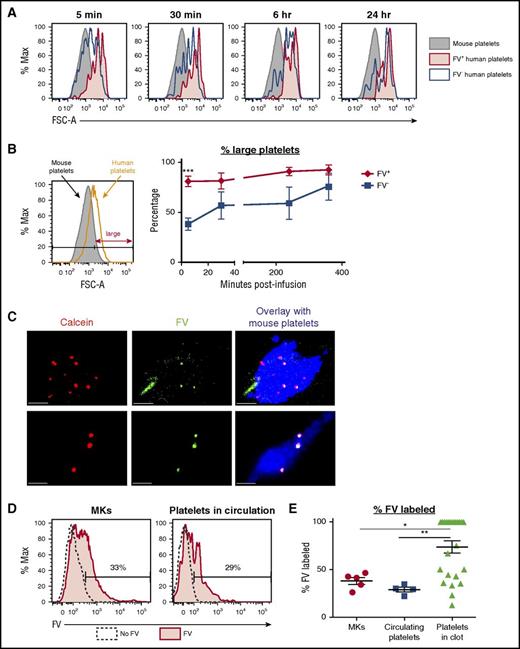 Figure 4. FV+ MKs release functional FV+ platelets in vivo. (A) Day 11/12 MKs were incubated with 200 nM FV–Alexa 488 for 1 hour at 37°C prior to infusion into NSG mice. Representative flow plots showing the sizes of CD42a+CD42b+ FV+ (red) and FV− (black) human platelet events detected in the circulation of mice at the specified time points after the infusion of FV-labeled MKs. The sizes of mouse platelets are shown in gray. (B) Left: relative sizes of endogenous mouse platelets and infused human donor platelets. Platelets were considered large if their FSC-As were larger than 90% of the mouse platelets’ FSC-As. Right: percentage of FV+ (red) and FV− (black) platelets that were large at the various time points postinfusion. Mean ± 1 SEM is shown. (n = 4) (C) Day 11 MKs double-labeled with calcein red-orange (red) and FV–Alexa 488 (green) were infused into NSG mice 30 minutes prior to the induction of the first cremaster arteriole laser injury. Representative confocal images of clots formed after laser injury are shown. Mouse platelets are labeled with CD41–Alexa 647 (blue). All human platelets derived from infused MKs are calcein-labeled (red). FV-labeled (green) human platelets appear yellow in the overlay. Scale bars shown are 10 µm. (D) Representative flow plots showing the percentage of FV-labeled MKs that were infused (left) and FV-labeled human platelets circulating in mice postinfusion (right). (E) Quantification of the percentages of FV-labeled MKs that were infused with 5 independent studies, FV-labeled human platelets detected in the circulation postinfusion (n = 4), and FV-labeled platelets detected in the clot (n = 25). *P < .05, **P < .01, ***P < .005 for all statistical analyses.