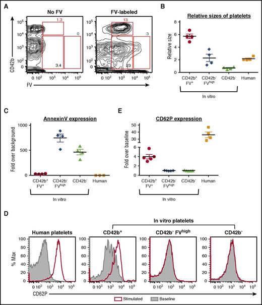 Figure 5. FV-labeled MKs give rise to functional CD42b+ platelets in vitro. Day 11 MKs were pulse-labeled with FV, washed, and resuspended in fresh medium. In vitro platelets were harvested 24 hours later for analysis. (A) CD42b and FV expression of CD42a+ platelet-sized particles harvested from nonlabeled (left) and FV-labeled (right) MKs. CD42b+FV+, CD42b−FVhigh, and CD42b− particles were gated as shown. (B) Relative sizes of platelet-sized particles in vitro compared with human donor platelets. (C) Quantification of Annexin V staining on platelet-sized particles in vitro compared with human donor platelets. (D) In vitro platelets and human donor platelets are stimulated with PAR1-activating peptide (25 μM) for 20 minutes at 37°C. Platelet activation is indicated by the increase in surface CD62P expression. (E) Graph quantifying the fold change in CD62P expression over baseline when in vitro platelet-sized particles and human donor platelets are stimulated.