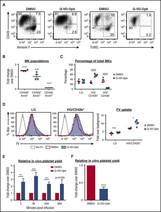 Figure 6. Effect of apoptosis inhibition on MKs and platelet production. MKs were treated with Q-VD-Oph (25 µM) or dimethyl sulfoxide (DMSO; control) from day 8 to day 15 and analyzed on day 15. (A) Representative flow plots showing CD42b expression vs Annexin V (AnnV) binding or TUNEL positivity in MKs treated with DMSO or Q-VD-Oph. (B) Graph quantifying fold changes in the percentages of MK subpopulations with Q-VD-Oph treatment relative to DMSO. Mean ± 1 SEM is shown for 4 independent studies. (C) Quantification of the percentages of MK subpopulations with DMSO or Q-VD-Oph treatment. Mean ± 1 SEM is shown for 4 independent studies. (D) DMSO and Q-VD-Oph treated MKs were pulse-labeled with FV. Left: representative plot showing FV uptake by LG and HG/CD42b+ MKs treated with DMSO or Q-VD-Oph. Right: quantification of FV uptake by DMSO and Q-VD-Oph treated MKs. Mean ± 1 SEM is shown for 4 independent studies. (E) Graph quantifying the relative platelet production at specified time points following the infusion of Q-VD-Oph or DMSO-treated MKs into immunodeficient mice. Platelet production is normalized to DMSO control at each time point. Mean ± 1 SEM is shown for 6 independent studies. (F) Graph quantifying the relative in vitro platelet yield from DMSO or Q-VD-Oph treated MKs for 5 independent studies. *P < .05, **P < .01, ***P < .005, ****P < .001 for all statistical analyses. n.s., not significantly different between treatments for all statistical analyses.
