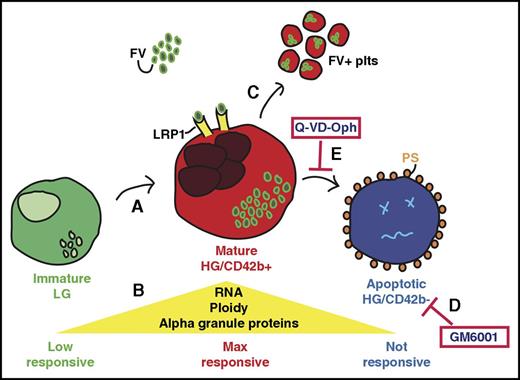 Figure 7. Developmental staging of in vitro–generated MKs. Schematic representation of the stages as immature human MKs mature and then undergo injury. (A) The immature LG MK population has low ploidy and few internal granules and show limited response to agonist stimulation. These LG MKs mature to become the HG/CD42b+ MK population. (B) The mature HG/CD42b+ MKs have increased ploidy, RNA, and α-granular content as compared with the immature LG MKs. They are also maximally responsive to stimulation by various agonists. (C) Mature HG/CD42b+ MKs take up fluorescently labeled FV into their α granules and release FV-labeled platelets in vitro and in the circulation of mice when infused. The FV-labeled platelets are similar in size or larger than human donor platelets. FV-labeled platelets are incorporated into clots and activate in response to agonist stimulation, suggesting that they are functional. (D) GM6001 inhibits CD42b shedding from MKs, but does not prevent apoptosis or improve MK functionality. (E) On the other hand, blocking apoptosis also prevents CD42b shedding, and redirects MKs to increase the number of CD42b+ MKs that take up FV and release functional platelets.