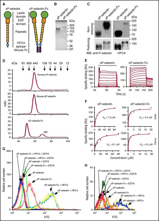 Figure 1. Mouse dimeric sP-selectin-Fc binds with higher avidity to PSGL-1 than mouse monomeric sP-selectin. (A) Schematics of mouse sP-selectin and sP-selectin-Fc. (B) SDS-PAGE of sP-selectin and sP-selectin-Fc under reducing conditions, followed by Coomassie blue staining. (C) Western blots (WB) of sP-selectin and sP-selectin-Fc electrophoresed under reducing and nonreducing conditions, probed with polyclonal anti-P-selectin IgG or mAb HPC4. (D) Elution profiles of the indicated proteins applied to a Superdex 200 column, with fractions detected by absorbance at 280 nm. The column was calibrated by the elution profile of the indicated proteins. (E) Overlays of increasing concentrations of sP-selectin or sP-selectin-Fc binding to 2-GSP-6, a surrogate for PSGL-1, on a sensor surface. The horizontal line indicates when sP-selectin or sP-selectin-Fc in running buffer was injected. (F) Nonlinear curve fits of specific binding data for proteins injected in running buffer (Buffer) or in plasma diluted 1/4 in running buffer (Plasma). The data represent the mean ± standard deviation (SD) from 3 experiments. (G-H) Flow cytometry of mouse neutrophils (G) and monocytes (H) incubated with FITC-labeled sP-selectin or sP-selectin-Fc with or without oligomerization by mAb HPC4, in Ca2+-containing buffer or in buffer containing EDTA. The data in panels B-D and G-H are representative of 3 experiments. DF, dye front; mAU, milliabsorbance unit; RU, resonance unit.