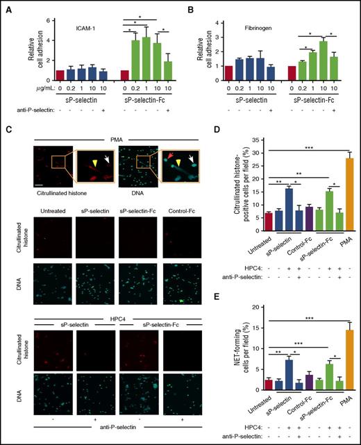 Figure 2. sP-selectin must dimerize or oligomerize to induce leukocyte signaling in vitro. (A-B) Static adhesion of mouse leukocytes to immobilized ICAM-1 or fibrinogen, in the presence of the indicated concentration of sP-selectin or sP-selectin-Fc with or without blocking anti-P-selectin mAb. (C) Fluorescence micrographs of purified mouse neutrophils incubated with PMA (positive control, top row); with buffer (Untreated), sP-selectin, sP-selectin-Fc, or control IgG (Control-Fc) (middle 2 rows); or with sP-selectin or sP-selectin-Fc oligomerized with mAb HPC4 in the presence or absence of neutralizing anti-P-selectin mAb (bottom 2 rows). After incubation, the cells were fixed and stained with anticitrullinated histone IgG or with Sytox Green to label DNA. The insets in the top row are higher magnifications. The red arrow marks a neutrophil without staining for citrullinated histones and with staining for DNA only in the nucleus. The white arrow marks a neutrophil stained for citrullinated histones and DNA only in the nucleus. The yellow arrowhead marks a neutrophil with extracellular staining for both citrullinated histones and DNA, indicating NET release. Original magnification ×20; inset magnification 2.7-fold. Scale bar, 50 μm. (D-E) Quantification of cells stained for citrullinated histones or forming NETs (stained for both citrullinated histones and extracellular DNA). The data in panels A, B, D, and E represent the mean ± SEM from 5 experiments. *P < .05, **P < .01, ***P < .001.