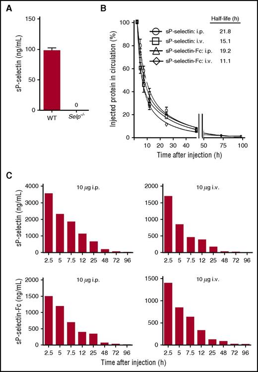 Figure 3. sP-selectin and sP-selectin-Fc have long half-lives in the circulation. (A) Plasma levels of sP-selectin in WT or Selp−/− mice. (B) Relative plasma levels of sP-selectin or sP-selectin-Fc in Selp−/− mice at the indicated times after injecting 10 to 20 μg of the indicated protein intravenously (i.v.) or intraperitoneally (i.p.). The circulating half-life was determined using a 2-phase linear regression fit. (C) Representative absolute plasma concentrations of sP-selectin or sP-selectin-Fc in Selp−/− mice at the indicated times after injecting 10 μg of the indicated protein i.p. or i.v. The data in panels A and B represent the mean ± SEM from 3 to 5 experiments.