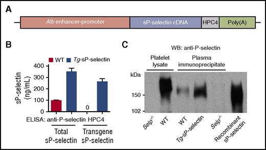 Figure 6. Generation of transgenic mice (Tg-sP-selectin) expressing chronically elevated plasma levels of sP-selectin. (A) Schematic of the sP-selectin transgene. (B) Plasma levels of total sP-selectin (measured with anti-P-selectin IgG) or transgenic sP-selectin (measured with mAb HPC4) in WT or Tg-sP-selectin mice. The data represent the mean ± SEM from 8 experiments in each group. (C) Western blots (WB) of P-selectin from platelet lysates or from immunoprecipitates of plasma from mice of the indicated genotype, or of recombinant sP-selectin (right lane). The data are representative of 5 experiments.