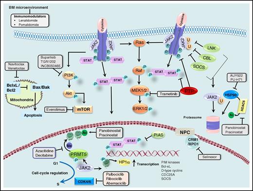 Figure 1. Canonical and noncanonical actions of JAK2 and opportunities for therapeutic targeting. JAK2 transduces cytokine and growth factor signals from membrane-bound receptors through phosphorylation of the STAT family of transcription factors. Negative regulators of JAK2, such as LNK, CBL, and SOCS, lead to ubiquitinylation and proteasomal degradation of JAK2, whereas protein tyrosine phosphatases (PTPs) dephosphorylate cytokine receptors, JAKs, and STATs. The protein inhibitor of STATs (PIAS) prevents the binding of STATs to target DNA. JAK2 is a client of the chaperone protein HSP90, and HSP90 inhibitors and HDAC6 inhibitors (through acetylation and disruption of HSP90 function) promote degradation of JAK2. JAK2 signals downstream to the PI3K/Akt/mTOR and Ras/Raf/MEK/ERK signaling cascades, which provides opportunities for combined inhibition of JAK2 and PI3K, mTOR, or MEK1/2. BH3 mimetics promote mitochondrial apoptosis, and synergism with ruxolitinib in MPN cells and animal models has been shown. Synergism between ruxolitinib and the selective inhibitor of nuclear export selinexor has also been demonstrated preclinically. Activated JAK2 promotes cell cycle progression through several mechanisms discussed in the text, making combined inhibition of JAK2 and CDK4/6 a rational approach. Finally, nuclear JAK2 phosphorylates PRMT5 and histone H3, activating transcription of many genes, including those encoding the PIM kinases, Bcl-xL, D-type cyclins, the cell cycle phosphatase CDC25A, and SOCS (negative feedback). Epigenetic deregulation is frequent in MPNs, and combinations of ruxolitinib with epigenetic modifiers such as azacitidine and panobinostat have shown promise in the clinic. Combinations of ruxolitinib with immunomodulatory drugs are also being pursued. Adapted, with permission, from Meyer and Levine.160