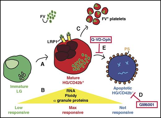 Schematic showing the newly identified differentiation stages in human megakaryopoiesis. (A) Immature low granular (LG) megakaryocytes (MKs) have low ploidy and few α granules. (B) These LG MKs mature in high granular (HG)/CD42b+ MKs characterized by increased ploidy, RNA, and α granule content. (C) Mature HG/CD42b+ MKs internalize factor V (FV) into their α granules and release FV-labeled platelets. The FV-labeled platelets are similar in size or larger than human donor platelets. (D) Pharmacological inhibition of CD42b shedding from MKs does not prevent apoptosis or improve MK functionality. (E) However, pharmacological inhibition of apoptosis increases the number of CD42b+/FV+ MKs that release functional platelets. The figure has been adapted from Figure 7 in the article by Sim et al that begins on page 192.