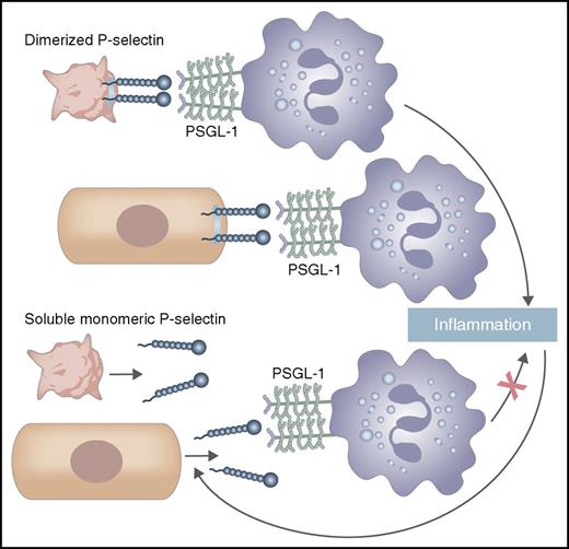 Dimerized P-selectin, which is expressed on the membrane of activated platelets and the endothelium, binds PSGL-1 on leukocytes to mediate adhesion and signaling, leading to inflammation. These pathways lead to proteolytic shedding of P-selectin, releasing sP-selectin, a monomer. Circulating monomeric sP-selectin binds PSGL-1 less well and does not induce leukocyte signaling, leading to inflammation.