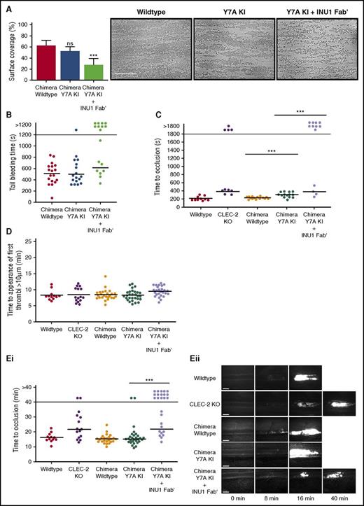Figure 2. CLEC-2 contributes to thrombus stability in vitro and in vivo independently of hemITAM signaling. (A) The surface area of aggregates formed on collagen under flow conditions was significantly reduced in Y7A knockin (KI) chimeric samples only after preincubation with 5 µg/mL INU1 Fab′ fragments. Shear rate: 1000 s−1; data presented as means with error bars of standard deviations, n = 8. Representative images shown from the 5 fields of view analyzed per mouse. Scale bar represents 50 µm. (B) Y7A KI chimeric mice had normal tail bleeding times in comparison with wild-type mice, however, after injection of 2 µg/g of INU1 Fab′ fragments, Y7A KI mice had significantly destabilized hemostasis, with significantly more mice bleeding until the end of the observation period. The horizontal line denotes the mean time to cessation of bleeding, and each circle represents 1 animal. (C) Time to vessel occlusion in the mechanical injury of the aorta thrombosis model. Chimeric Y7A KI mice were able to form occlusive thrombi after injury, however, after injection of 2 µg/g of INU1 Fab′ fragments, Y7A KI mice had significantly destabilized thrombosis, reflecting the results of Pf4-cre CLEC-2 KO mice analyzed in parallel. The horizontal line denotes the mean time to vessel occlusion, and each circle represents 1 animal (D) There were no significant differences between any of the indicated mouse genotypes in the time to the first appearance of thrombi in the ferric chloride injury model of mesenteric arterioles. The horizontal line denotes the mean time to thrombi appearance, and each circle represents 1 animal. (Ei) Time to vessel occlusion in the ferric chloride injury model of mesenteric arterioles. (Eii) Representative images of injured vessels from the different mouse genotypes at the indicated time points after injury. There were no significant differences between vessel occlusion times in chimeric wild-type and Y7A KI mice, however, there was a significant reduction in vessels occluded within the observation period in chimeric Y7A KI mice treated with 2 µg/g of INU1 Fab′ fragments. This destabilization in thrombosis reflected the results of Pf4-cre CLEC-2 KO mice analyzed in parallel. The horizontal line denotes the mean time to vessel occlusion, each circle represents 1 arteriole, and 2 vessels were injured per animal. Platelets were visualized for microscopy with an anti-GPIX DyLight488-conjugated antibody derivative administered to the mice at the start of the experiment. Scale bars represent 20 µm. ***P < .001; ns, not significant.