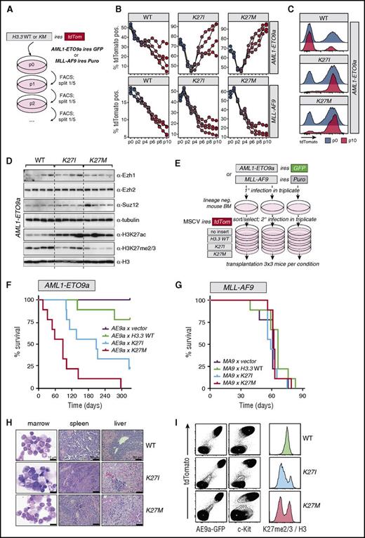 Figure 3. H3.3K27I and H3.3K27M selectively accelerate in vitro proliferation and disease latency in an AML1-ETO mouse model. (A) Experimental strategy to assess in vitro competitiveness of H3.3KM mutant–expressing cells in AML1-ETO9a (AE9a) and MLL-AF9 cells. Mouse hematopoietic stem and progenitor cells (HSPCs) transformed by either MSCV AE9a IRES GFP or MSCV MLL-AF9 IRES Puro were infected with MSCV IRES tdTomato retroviruses expressing either WT or mutant H3.3. Cells were passaged, and percentages of tdTomato+ cells were determined at each passage. (B) A proliferative advantage of H3.3K27I/M-infected cells was observed in AE9a but not in MLL-AF9 cells. Trajectories of 4 independent cultures per condition are represented by connected dots; passage numbers are indicated below. (C) Representative tdTomato FACS profiles at passages 0 and 10 indicate selection for high expression of H3.3K27I/M at the end of the culture period in AE9a cells. (D) Western analysis of AE9a cells infected with the indicated H3.3 variants. AE9a cells from the 4 replicate cultures in panel B were further expanded, lysed in Laemmli buffer, and subjected to western analysis. Reduced H3K27me2/3 and increased H3K27ac levels, but no reductions in PRC2 protein levels (Ezh1/2, Suz12), were observed. (E) Experimental strategy to assess AML progression upon H3.3KM expression in vivo. (F) Increased AML penetrance and progression upon expression of H3.3K27I/M in AE9a cells (n = 9 mice per condition). (G) Expression of H3.3K27I/M in MLL-AF9 cells leads to no change in AML progression (n = 9 mice per condition). (H) Pathological analysis of diseased AE9a recipients indicates typical AML end-stage characteristics. (I) Phenotypic analysis of bone marrow (BM) cells at disease end stage in AE9a model. Selection for cells coexpressing high levels of AE9a (GFP), H3.3 variants (tdTomato; left panels), and c-kit (middle panels). Reduced H3K27me2/3 in H3.3K27I/M-infected cells at disease end stage (right panels). H3K27me2/3 signal was normalized to H3 signal intensity and plotted.