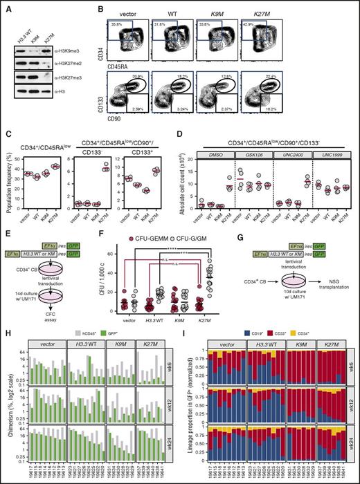 Figure 4. H3.3K27M expression in human HSPCs leads to expansion of phenotypically immature cells through inhibition of H3K27me2/3. (A) Lentiviral expression of H3.3KM mutants induces specific reductions in H3 methylation in cultured human HSPCs. After 48 hours in culture, human umbilical cord blood (UCB)–derived CD34+ cells were infected with lentiviruses expressing the indicated H3.3 variants and IRES GFP under control of the EF1a promoter. After 10 days of total culture, GFP+ cells were FACS sorted, lysed in Laemmli buffer, and subjected to western analysis at 105 cells per lane. Decreased H3K27me2, H3K27me3, or H3K9me3 was detected upon expression of H3K27M or H3K9M, respectively. (B) Phenotypic characterization of H3.3KM mutant–expressing human HSPCs. UCB-derived CD34+ cells were infected and cultured for 10 days as in panel A, stained with the indicated antibodies, and FACS analyzed. Differences in the CD34+/CD45RA− population (top panels) and CD34+/CD45RA−/CD90+/CD133-− or CD34+/CD45RA−/CD90+/CD133+ populations (bottom) within infected (GFP+) cells were assessed. Percentages of each gate are indicated. (C) Summary of phenotypic changes in HSPCs expressing H3.3K27M. Population frequencies were calculated based on analysis in panel B. Quadruplicate infections/cultures of CD34+ cells expressing H3.3K27M revealed a prominent expansion of CD34+CD45RA−CD90+CD133− cells in H3.3K27M-infected HSPCs. (D) Addition of EZH1/2 inhibitors (GSK126 and UNC1999; 1 µM) leads to no increased expansion of the CD34+/CD45RA−/CD90+/CD133− population in H3.3KM-expressing cells compared with controls (DMSO; 10−4 and UNC2400; 1 µM). Cells were analyzed at day 10 postinfection and EZH1/2 inhibitor treatment. All analyses were restricted to the transduced (GFP+) subsets. (E-F) Assessment of myeloid progenitor activity in response to H3.3K27M expression in HSPCs. The experimental strategy is depicted in panel E. GFP+ cells were FACS isolated and plated in methylcellulose media supporting erythromyeloid differentiation. Colonies were morphologically assessed and scored after 14 days. Granulo/erythoid/monocytic/megakaryocytic colony-forming units (CFU-GEMM) and granulocytic/granulomonocytic colony-forming units (CFU-G/GM) were scored. Combined results from 2 independent experiments are presented in panel F. ***P < .001, ****P < .0001; 2-way analysis of variance statistics with Tukey adjustment. (G) Experimental strategy for transplantation of HSPCs expressing H3.3KM mutants. Cells were infected with lentiviruses as in panel A and cultured for 10 days in the presence of UM171. Progenies of 104 CD34+ UCB cells were transplanted into NSG recipients (8 mice per condition). (H) Summary of human hematopoietic stem-cell engraftment from the experiment depicted in panel G. Bone marrow chimerism of NSG mice receiving transplants was determined by FACS analysis based on GFP and human CD45 surface expression at the specified posttransplantation time points. Individual mouse identifiers are indicated at the bottom of the graph. (I) Lineage contribution of H3.3KM-expressing HSPCs in transplant-recipient NSG mice. Presented data refer to the distribution of myeloid (CD33), B-lymphoid (CD19), and immature (CD34) surface phenotypes within the GFP+ compartments. CFC, colony-forming cell; n.s., not significant.