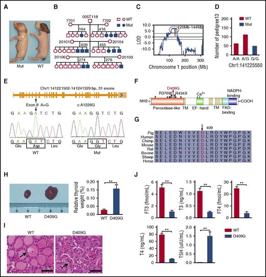 Figure 1. A mutant Bama miniature pig exhibiting the phenotype of severe CH was identified from a large-scale ENU mutagenesis screen. (A) A neonatal mutant compared with its littermate control. (B) The pedigree of the mutant family exhibiting an autosomal-recessive mode of inheritance. (C) A significant linkage peak between 120 Mb and 144 Mb on chromosome 1 was identified using a GWLS approach (LOD > 5). (D) A nucleotide A to G substitution in DUOX2 was identified by WGS and cosegregated with the mutant phenotypes. (E) The porcine DUOX2 gene is composed of 31 exons, and the mutation was located in exon 8 and resulted in a change of aspartic acid to glycine at position 409 (D409G) of the protein. (F) The D409G mutation (red arrow) is located in the peroxidase-like domain of DUOX2. The R376W and R434X mutations were found previously in patients with CH.25,26 *, Glycosylation site. (G) The aspartic acid residue (arrow) in the D409G variant is highly conserved in mammalian DUOX2 proteins. (H) The thyroid glands of D409G pigs showed overt goiter formation at size and weight (WT, n = 7; D409G, n = 8; **P < .01). (I) Sections of the thyroid glands were stained with hematoxylin and eosin (H&E). Follicles in the thyroids of D409G pigs lost their normal shape and became convoluted as a result of highly proliferating epithelial cells (black arrows) and completely disappearing colloids (asterisks) when compared with WT littermates. Scale bars, 50 μm. (J) The serum THs of T3, T4, FT3, and FT4 produced by the thyroid glands were dramatically decreased, whereas TSH was excessively elevated, in the mutants (n = 10) compared with the WT individuals (n = 10; **P < .01). EF hand, the position of calcium binding; FAD binding, flavin adenine dinucleotide–binding motif; H, heme-binding site; Mut, mutant; NADPH binding, nicotinamide adenine dinucleotide phosphate–binding motif; TM, transmembrane domain.