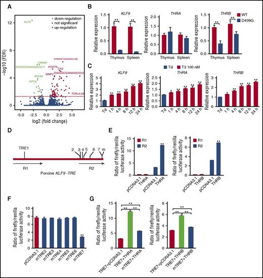 Figure 4. Porcine KLF9 is a direct target gene of TH. (A) The volcano plot revealed that 78 genes were dysregulated, including KLF9, which was predominantly downregulated in the thymuses of hypothyroid mutants. (B) KLF9 and THRB mRNA expression were notably decreased in the thymuses and spleens of hypothyroid pigs compared with those of their WT littermates (WT, n = 15; D409G, n = 10; **P < .01). (C) K562 cells were treated with 100 nM T3 for 1 to 24 hours, and KLF9 expression was measured by qRT-PCR. The data revealed that T3 significantly upregulated KLF9, as well as THRA and THRB. The data are presented as the means ± SD of 3 replications (*P < .05, **P < .01). (D) Schematic representation of the porcine KLF9-truncated promoter. Seven putative TREs located in 2 regions (R1 and R2) were predicted. (E) Luciferase assay of the reporters containing R1 or R2 of the truncated KLF9 promotor in 293T cells. Compared with the cells cotransfected with R2 and empty vector (pcDNA3.1), both THRA and THRB markedly enhanced the luciferase activity of R2, whereas R1 had no luciferase expression activity (P > .05). (F) The luciferase activity assay revealed that only mTRE7 showed significantly decreased luciferase activity after cotransfection with THRA, compared with the other mTRE2-6. (G) The luciferase activity of TRE7 was significantly elevated in response to any TR isoform, whereas decreased expression of the mutated TRE7 was observed in the presence of both TR isoforms. The data are presented as the means ± SD of 3 replications (**P < 0.01). FDR, false discovery rate; m, mutation; Td, TH deficiency.