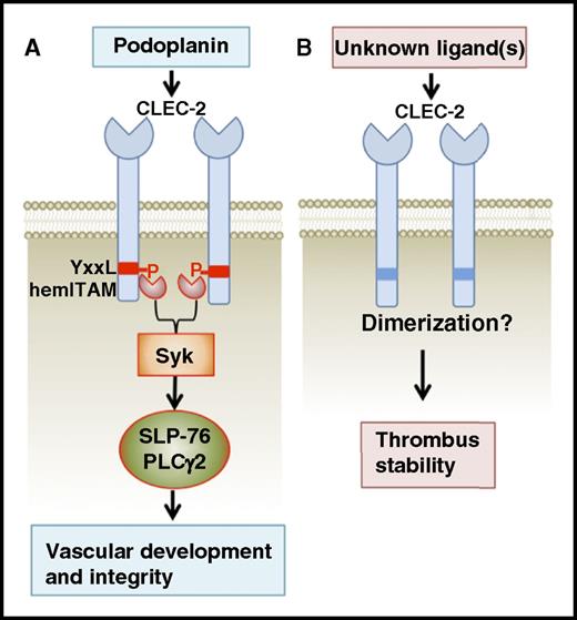 Model showing a hemITAM-dependent function of platelet CLEC-2 in vascular development and integrity (A), as well as a hemITAM-independent role of platelet CLEC-2 in thrombus formation (B). P, phosphorylated.