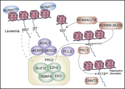 PRC2 and regulation of histone H3 K27 methylation levels. PRC2 catalyzes K27 di- and trimethylation of histone H3. PRC2 consists of 4 main protein components: EZH2, SUZ12, EED, and RBBP4, as well as additional accessory proteins ASXL1, AEBP2, JARID2, and the polycomblike proteins. Normal catalytic functions are shown on the right side of the figure: methylated H3 K27 is recognized by PRC1, which catalyzes the ubiquitination of K119 on histone H2A, which in turn attracts the DNA methyltransferases to confer a repressive chromatin conformation to the region. Two enzymes demethylate the K27 position, KDM6A/UTX and KDM6B/JMJD3. In contrast, H3 K27M/I mutations, shown on the left side of the figure, prevent PRC2 from catalyzing methylation at this residue of the histone tail. These mutations show cooperativity with RUNX1 mutations in driving leukemia development.1 DNMTS, DNA methyltransferases; me, methylation; mut, mutation; PCLS, polycomb-like proteins; ub, ubiquitination. Professional illustration by Somersault18:24.