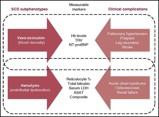 Subphenotypes of SCD, measurable markers, and clinical complications. ASAT, aspartate aminotransferase; Hb, hemoglobin; LDH, lactate dehydrogenase; NT-proBNP, N-terminal prohormone of brain natriuretic peptide; TRV, tricuspid regurgitant jet velocity. Adapted from Figure 2 in Kato et al.7