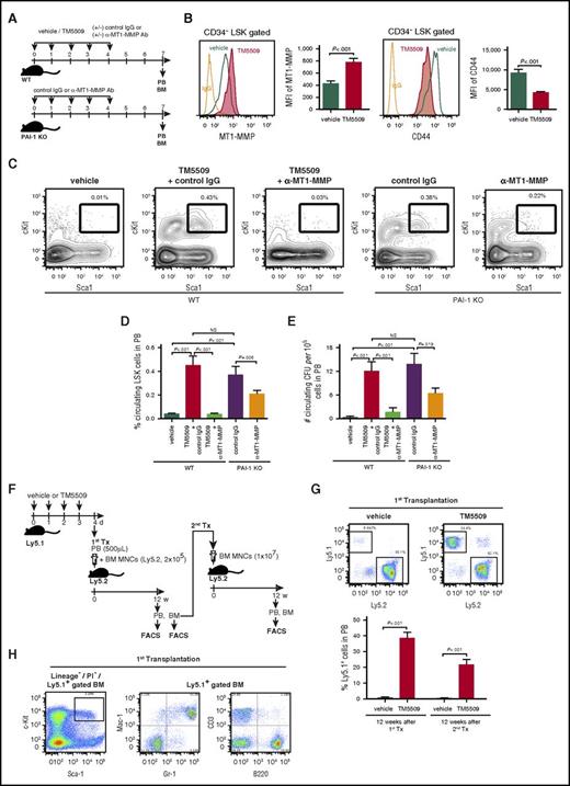 Figure 2. PAI-1 regulates mobilization of functional multipotent HSPCs. (A) Schema for mobilization experiments. (B) Representative flow cytometric profiles and MFI (n = 6) for MT1-MMP and CD44 expressions in LSK CD34− cells. (C) Representative flow cytometric profiles of circulating LSK cells. (D-E) Percentages of mobilized LSK cells (D) and the number of colony-forming cells (E) in PB (n = 6). (F) Schema for long-term competitive reconstitution experiments. (G) Percentages of donor cells in PB of primary and secondary recipients at 12 weeks after transplantation. Pooled data (n = 5) of 3 independent experiments are shown. (H) Representative flow cytometric profiles of donor-derived multilineage reconstitution in primary recipients. Means ± SD are shown in each bar graph. CFU, colony-forming unit; MNC, mononuclear cell; NS, not significant; Tx, transplantation.