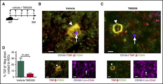 Figure 3. PAI-1 regulates HSCs localization in the BM niche. (A) Schema for immunofluorescence analysis. (B-C) Representative pictures of the BM cavity of vehicle- or TM5509-treated mice. BM sections were stained with anti-CD150 (blue), anti-CD41 (green), anti-TGF-β (red), and anti-CD48 and -lineage markers (purple) antibodies. Arrowheads indicate TGF-β–expressing megakaryocytes. Arrows indicate Lin−CD48−CD150+ HSCs. Bars represent 100 μm. (D) Percentages of TGF-β–expressing megakaryocytes in close contact to HSCs. More than 100 cells in random fields on a slide were counted for 3 independent experiments. Means ± SD are shown in each bar graph. Meg, megakaryocyte.
