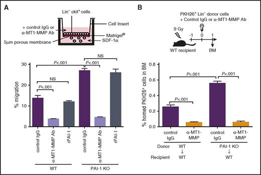 Figure 4. iPAI-1 determines the activity of MT1-MMP–dependent HSPC migration. Percentages of migrated Lin−c-kit+ cells in in vitro (A) or in vivo (B) experiments (n = 6 each). rPAI-1, recombinant plasminogen activator inhibitor-1. Means ± SD are shown in each bar graph.
