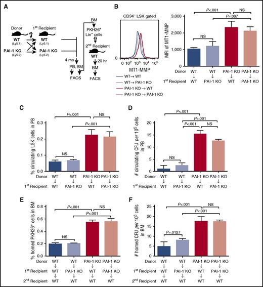 Figure 5. Intracellular, but not extracellular, PAI-1 regulates the motility of HSPCs. (A) Schema for long-term reciprocal transplantation experiments. (B) Representative flow cytometric profiles and MFI (n = 12) for MT1-MMP expression in LSK CD34− cells of primary recipients. (C-D) Percentages of circulating LSK cells (C) and the number of circulating CFCs (D) in PB samples obtained from the primary recipients of reciprocal transplantation experiments (n = 12). (E-F) Percentages of PKH26+ cells (E) and the number of CFCs (F) homed to the BM of secondary recipients (n = 12). (B-F) Means ± SD of 3 independent experiments are shown.
