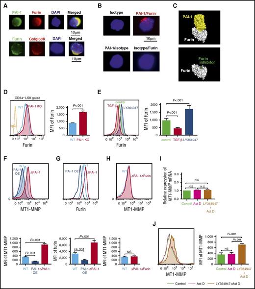 Figure 6. iPAI-1 modulates MT1-MMP expression through the regulation of Furin. (A) Representative immunofluorescence microscopic images of PAI-1, Furin, and trans-Golgi complex in LSK CD34− cells. (B) D-PLA imaging shows the specific interaction between iPAI-1 and Furin in LSK CD34− cells. As a negative control for D-PLA, slides were treated with either the combination of anti-PAI-1 Ab and mouse IgG or anti-Furin Ab and rabbit IgG followed by the D-PLA secondary Abs. No fluorescent foci were detected by this treatment. (C) The docking simulations between Furin (white) and the active form of PAI-1 (yellow) show the tightly bound PAI-1 covering the active site of Furin, which prevents other substrates from approaching the active site (top). Compare with a structure of Furin (white) with a Furin inhibitor58 (green) bound at the active site of Furin (bottom). (D) Representative flow cytometric profiles and MFI (n = 6) for Furin expression in LSKCD34− cells isolated from WT or PAI-1 KO mice. (E) Representative flow cytometric profiles and MFI (n = 6) for Furin expression in LSK cells treated in vitro with either TGF-β or LY364947. (F-H) Representative flow cytometric profiles and MFI (n = 6) for MT1-MMP (F and H) and Furin (G) expression in PAI-1-overexpressed (OE), PAI-1-deleted (ΔPAI-1), or PAI-1/Furin double-deleted (ΔPAI-1/ΔFurin) hematopoietic cell lines. (D-H) Means ± SD are shown. (I-J) Relative messenger RNA (I) and representative flow cytometric profile (J) for MT1-MMP expression in LSK cells treated with LY364947 in the presence of actinomycin D in vitro. Bar graphs represent means ± SD (n = 5) of MT1-MMP expression. DAPI, 4',6-diamidino-2-phenylindole.
