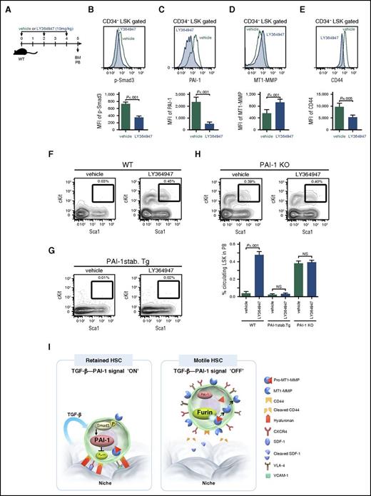 Figure 7. TGF-β–induced iPAI-1 activation is responsible for the retention of HSPCs in the BM niche. (A) Schema for in vivo experiments. Representative flow cytometric profiles and MFI (n = 6) for p-Smad3 (B), iPAI-1 (C), MT1-MMP (D), and CD44 (E) expressions in BM LSK CD34− cells isolated from vehicle- or LY364947-treated WT mice. (F-G) Representative flow cytometric profiles and percentages (n = 6) of mobilized LSK cells in PB of vehicle- or LY364947-treated WT (F), stable PAI-1 transgenic mouse (PAI-1 stab. Tg) (G), or PAI-1 KO (H) mice. Means ± SD are shown. (I) A proposed working model schematically representing the main message of this work. In a steady state, TGF-β signaling stays active in niche-residing HSPCs. TGF-β–induced iPAI-1 inhibits Furin-dependent maturation of MT1-MMP, thereby causing HSPCs to remain within the BM niche. Conversely, when the TGF-β–iPAI-1 signal is suppressed, for example, in response to environmental stimuli, Furin-dependent MT1-MMP maturation becomes enhanced. The enhanced expression of MT1-MMP results in MT1-MMP–mediated CD44 cleavage as well as CXCR4 and VLA-4 activation, which in turn stimulates detachment of HSPCs from the niche and active trafficking into the bloodstream. VCAM-1, vascular cell adhesion molecule-1.
