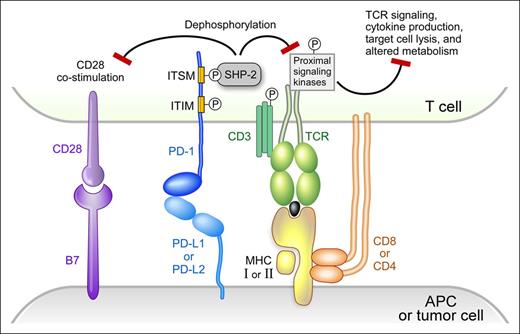 Figure 1. PD-1 signaling. Modified version reprinted with permission from Baumeister, SH et al, 2016; Annu. Rev. Immunol. 34:539-73.