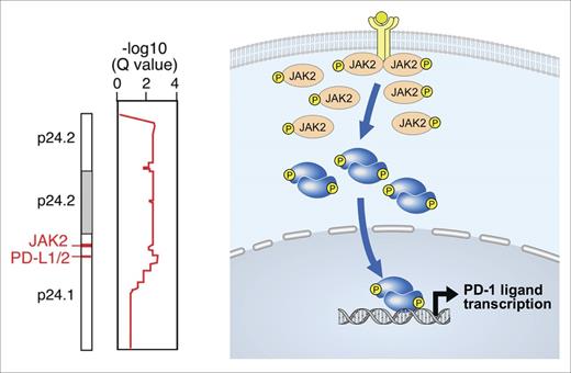 Figure 2. PD-L1 and PD-L2 copy gain and further induction via JAK2/STAT signaling. (Left) The 9p24.1 amplicon in cHL includes PD-L1, PD-L2, and JAK2. (Right) JAK2 copy gain leads to increased JAK2 protein expression and enhanced JAK/STAT signaling, which further induces PD-1 ligand expression.