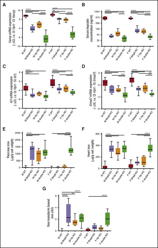 Figure 1. Deletion of Bmp6 further represses hepcidin expression in Hjv knockout mice and worsens the iron overload phenotype of females. (A) Hepcidin (Hamp), (C) Id1, and (D) Smad7 mRNA expression were measured by quantitative PCR in the liver of male (M) and female (F) littermates that had the wild-type (WT), Bmp6−/−, Hjv−/−, or double knockout (KO) genotype. (B) Serum hepcidin levels were measured by competitive ELISA on the same mice. Quantitative measurement of nonheme iron in the pancreas (E), and the heart (F) was performed according to the method recommended by Torrance and Bothwell.14 NTBI (G) was measured using the FeROS eLPI kit (Aferrix LTD). Box-and-whisker plots are shown on the graphs. Data were obtained on 10 WT, 10 Bmp6−/−, 10 Hjv−/−, and 18 double knockout males, and on 11 WT, 10 Bmp6−/−, 8 Hjv−/−, and 11 double knockout females. Means of quantitative PCR ΔCt values, log-transformed serum hepcidin, tissue iron content, and NTBI arbitrary units (AUs) in mice of the different genotypes were compared with 2-way ANOVA followed by Sidak multiple comparison tests of planned contrasts between pairs of means. *P < .05; **P < .01; ***P < .001; ****P < .0001. Hprt, hypoxanthine-guanine phosphoribosyltransferase.