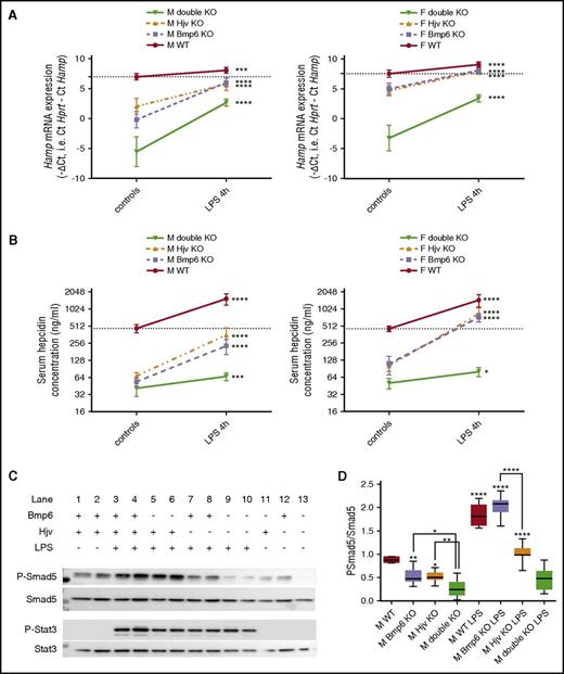Figure 2. The lack of Bmp6 and/or Hjv does not prevent the induction of hepcidin by LPS but the level of hepcidin reached after stimulation is linked to baseline BMP/Smad signaling in unchallenged animals. (A) Hepcidin (Hamp) mRNA expression was measured by quantitative PCR before and after LPS stimulation in the liver of male (M) and female (F) littermates that had the WT, Bmp6−/−, Hjv−/−, or double knockout (KO) genotype. (B) Serum hepcidin levels were measured by competitive ELISA on the same mice. Means ± standard deviation (SD) are shown on the graphs. Data on LPS-challenged mice were obtained on 8 WT, 4 Bmp6−/−, 9 Hjv−/−, and 5 double knockout males, and on 6 WT, 4 Bmp6−/−, 7 Hjv−/−, and 4 double knockout females. Means of quantitative PCR ΔCt values and log-transformed serum hepcidin before and after LPS were compared with Student t tests. (C) Representative western blot of 7 independent experiments for phospho-Smad5, total Smad5, phospho-Stat3, and total Stat3 expression in the liver of WT (Bmp6+/Hjv+), Bmp6−/−(Bmp6−/Hjv+), Hjv−/− (Bmp6+/Hjv−), and double knockout (Bmp6−/Hjv−) male littermates before (LPS−) and after (LPS+) LPS stimulation. Western blots were analyzed on a Chemidoc MP Imaging System (Bio-Rad). (D) Quantification was obtained with Image Laboratory Software. Means of PSmad5-to-Smad5 ratios were compared with 2-way ANOVA. Results of comparisons of unchallenged knockout with unchallenged WT mice as well as of LPS-challenged with unchallenged mice of the same genotype are shown above the bars. Results of comparisons between knockout mice are shown by connecting lines. *P < .05; **P < .01; ***P < .001; ****P < .0001.