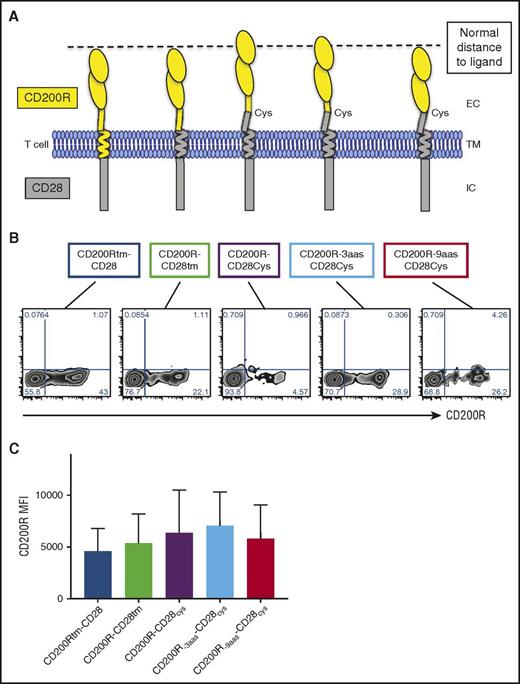 Figure 1. CD200R-CD28 constructs are expressed at high levels on primary murine CD8+ T cells. (A) Schematic representation of CD200R-CD28 constructs. CD200Rtm-CD28 contains CD200R ec and tm domains and a CD28 ic signaling domain. CD200R-CD28tm contains the ec domain of CD200R and the tm and ic domains of CD28. The remaining 3 constructs also incorporate a portion of the ec domain of CD28 to the tm-proximal cysteine to promote multimerization and enhance CD28 signaling. To account for the extra 9 ec aas, CD200R-3aas-CD28cys has a truncated portion of CD200R that removes 3 membrane-proximal aas, but preserves an N-linked glycosylation site. CD200R-9aas-CD28cys has an extracellular portion of CD200R that is truncated 9 membrane-proximal aas. The first, second, and last constructs are predicted to approximate the spatial distance between the T cell and an APC, as indicated by the dashed line. (B) Transgenic expression of CD200R-CD28 constructs on TCRgag T cells as detected by anti-CD200R antibody. (C) Expression of CD200R in transduced TCRgag T cells as in panel B, expressed as mean fluorescence intensity (MFI). Cumulative results of 6 independent experiments (P = not significant).