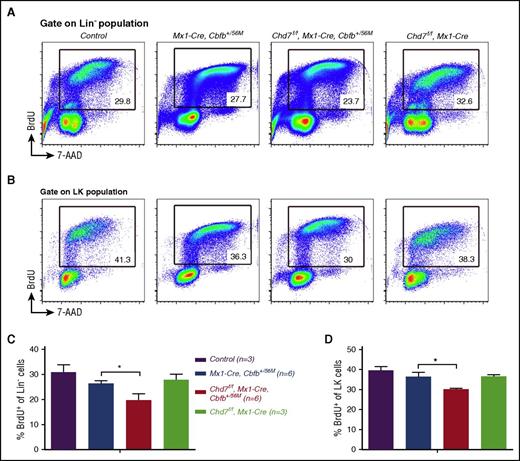 Figure 3. Chd7 deficiency inhibits proliferation of Lin– and LK populations in Cbfb-MYH11 mice. (A-D) The indicated groups of mice were treated with ENU to induce additional mutations and with poly(I:C) to induce the expression of Cbfb-MYH11 and/or Chd7 deficiency. Three weeks after poly(I:C) treatment, mice were euthanized after being treated with BrdU for 1 hour, and a BrdU incorporation assay was performed. (A-B) Representative FACS plots of cells stained for 7-aminoactinomycin D (7-AAD) and BrdU that were gated on (A) Lin– population and (B) LK population. (C-D) The percentages of BrdU+ cells in (C) Lin– or (D) LK cell population are shown (mean ± SEM). Three mice each for control and the Chd7f/fMx1-Cre groups and 6 mice each for Mx1-CreCbfb+/56M and Chd7f/fMx1-CreCbfb+/56M groups were used in the experiments. *P < .05.