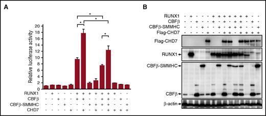 Figure 5. CHD7 regulates RUNX1/CBFβ and RUNX1/CBFβ-SMMHC transactivation activity. (A) Luciferase reporter assay in 293T cells transfected with a CSF1R promoter-driven luciferase reporter plasmid and plasmids encoding the indicated proteins. Relative activities (mean ± SEM) were determined on the basis of 3 independent experiments. (B) Representative expression levels of the transfected proteins for this reporter assay. *P < .05.