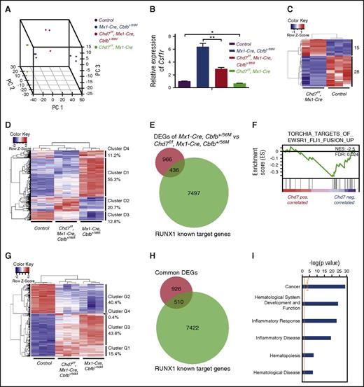 Figure 6. Effect of Chd7 knockout on Cbfb-MYH11–induced gene expression changes in preleukemic cells. (A-I) RNA-seq was performed on c-Kit+ bone marrow cells isolated from poly(I:C)-treated mice (n = 3 for each genotype). (A) Three-dimensional principal component analysis plots showing clear separations among these 4 genotype groups. (B) Relative expression levels of Csf1r in this data set (mean ± SEM). *P < .05; **P < .01. (C) Heatmap representation of unsupervised hierarchical clustering of DEGs between control and Chd7f/fMx1-Cre cells. Numbers on the right indicate DEGs in each of the 2 expression clusters. (D) Heatmap representation of unsupervised hierarchical clustering of DEGs between Mx1-CreCbfb+/56M and Chd7f/fMx1-CreCbfb+/56M cells. Overall, 4 main clusters were identified, with the percentage of DEGs within each cluster labeled to the right. (E) Venn diagrams representing the overlap between DEGs in panel D (after conversion to human equivalent genes; supplemental Table 3) and RUNX1 target genes in ME-1 cells.17,32 (F) GSEA identified the TORCHIA_TARGETS_OF_EWSR1_FLI1_FUSION_UP gene set as being negatively correlated with DEGs upregulated in Chd7f/fMx1-CreCbfb+/56M cells. FDR, false discovery rate; NES, normalized enrichment scores. (G) Heatmap representation of unsupervised hierarchical clustering of overlapped DEGs between control vs Mx1-CreCbfb+/56M and control vs Chd7f/fMx1-CreCbfb+/56M (supplemental Figure 7C). In general, 4 main clusters were identified, with the percentage of DEGs within each cluster labeled to the right. (H) Venn diagrams representing the overlapped DEGs shown in panel G (after conversion to human equivalent genes; supplemental Table 6) with RUNX1 target genes in ME-1 cells.17,32 (I) Canonical pathways and disease functions associated with overlapped DEGs shown in panel G, identified by IPA. DEGs: Padj < .05; absolute fold changes ≥2.