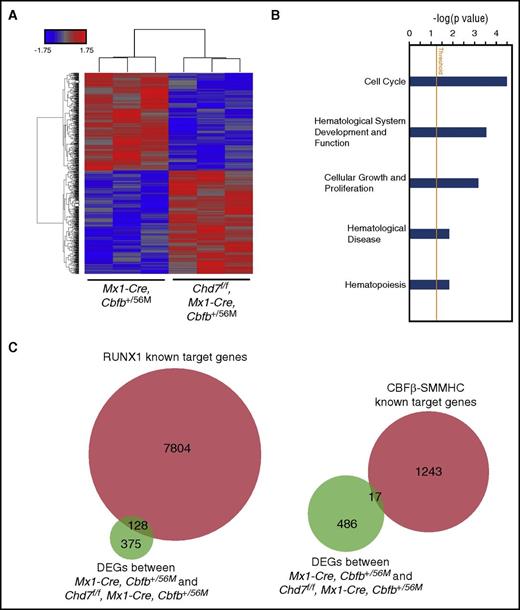 Figure 7. CHD7 regulates expression of genes associated with cell cycle and proliferation in leukemia cells. (A-C) Genome-wide RNA expression profiling by microarray on splenic c-Kit+ leukemic cells from end-stage leukemic mice. (A) Heatmap of DEGs (Padj < .05; absolute fold changes ≥1.2) between Mx1-CreCbfb+/56M and Chd7f/fMx1-CreCbfb+/56M leukemic cells. (B) Canonical pathways and disease functions associated with DEGs between Mx1-CreCbfb+/56M and Chd7f/fMx1-CreCbfb+/56M leukemic cells, identified by IPA. (C) Venn diagram representing the overlap between these DEGs and RUNX1 (left panel) or CBFβ-SMMHC (right panel) target genes in ME-1 cells.17,32