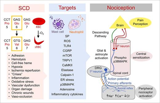 Figure 1. Sickle cell disease from a point mutation to a systemic dysfunction and pain. Circulation of sickle RBCs leads to multiple pathophysiologic problems, including, but not limited to, hemolysis, hypoxia/reperfusion, ischemia, excessive inflammation and free heme, vascular dysfunction, organ damage, and vaso-occlusion (left panel). Each of these can contribute to a noxious microenvironment evoking nociceptive mechanisms of pain. Emerging data have identified several cellular and molecular targets that contribute to nociceptive activity in sickle cell disease (middle panel). These targets may be located in the periphery and/or the CNS, suggesting that the sickle microenvironment can activate the transmission of pain from the periphery as well as influence the CNS directly. Mechanisms of nociception are complex, involving the peripheral neural activity and CNS (right panel) involving several different processes. (1) Transduction involves the generation of action potentials (electrical activity) from the noxious environment in the periphery; (2) transmission is the process of transmitting the action potentials to the dorsal horn of the spinal cord through the primary afferents and first-order neurons in the DRG; (3) modulation is the complex processing of signals in the dorsal horn of the spinal cord after activation of second-order neurons and neuromodulation (amplification or inhibition) from interneurons and/or descending projections from the brainstem with inhibitory or facilitatory pathways involving neurotransmitters; this processing of neural activity results in the inhibition or facilitation of nociceptive activity, which is relayed to the higher brain centers; and (4) perception is the transcription of nociceptive signals to the subjective emotional experience of pain in the higher centers of brain. There are exceptions, including “top down” mechanisms of pain and perception-based modulation as described in the text. In addition, peripheral and/or central sensitization may occur in response to ongoing noxious stimuli, resulting in reduced firing threshold potential leading to the generation of pain with innocuous stimuli. Nerve impulses travel orthodromically from the periphery to the spinal cord, but under sustained activation they can travel antidromically (dashed brown arrow), releasing neurotransmitters such as SP in the periphery. In addition, release of neuropeptides can also occur in the periphery from activated axonal nerve endings by axonal reflex. Due to the genetic nature of SCD, an ongoing noxious microenvironment replete with algogenic factors may induce the nociceptive mechanisms during infancy and sustain the activation through adulthood if the disease remains uncontrolled, leading to peripheral and central sensitization resulting in chronic pain recalcitrant to therapy. ER stress, endoplasmic reticulum stress; Glu, glutamic acid; Pro, proline; sRBC, sickle red blood cell; TLR4, Toll-like receptor 4; Val, valine.
